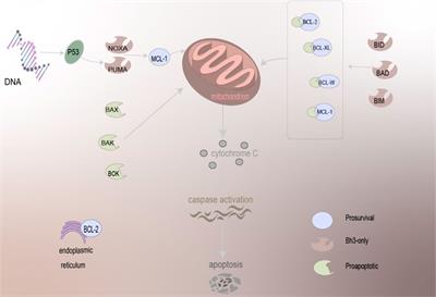 The role of BCL-2 family proteins in regulating apoptosis and cancer therapy